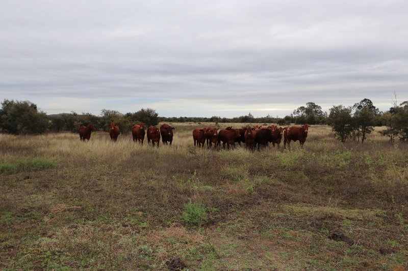 Photo - 0 Bishop Road, Garnant QLD 4702 - Image 14