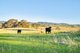 Photo - 0 Bortolot Road, Huon Creek VIC 3691 - Image 20