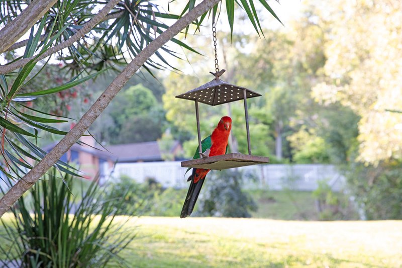 Photo - 1-3 Borneo Court, Tamborine Mountain QLD 4272 - Image 23