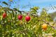Photo - 1 Agnes Street, Triabunna TAS 7190 - Image 15