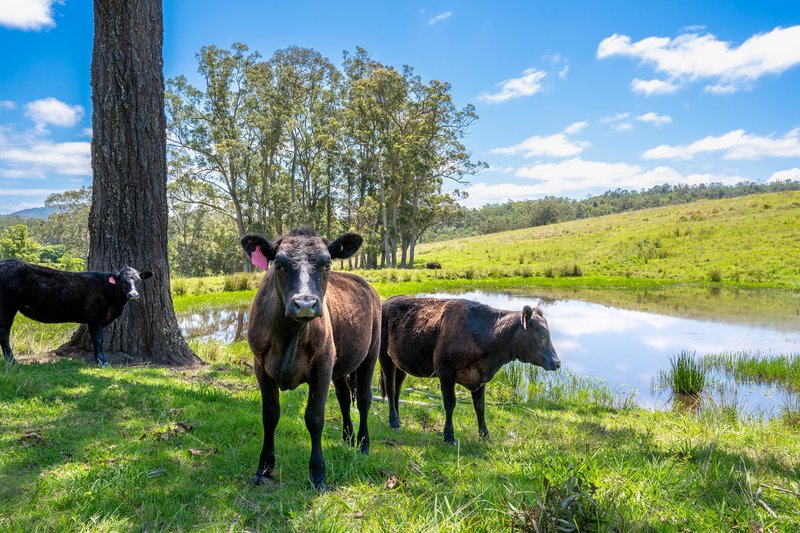 Photo - 1 Bimbadeen Road, Wherrol Flat NSW 2429 - Image 2