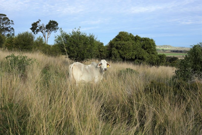 Photo - 1 Wallingford Road, Irongate QLD 4356 - Image 2