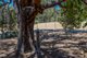 Photo - 10 Conostylis Way, Coondle WA 6566 - Image 31