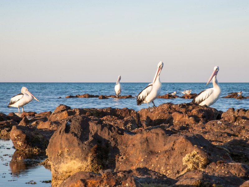 Photo - 10 Half Moon Crescent, Indented Head VIC 3223 - Image 4