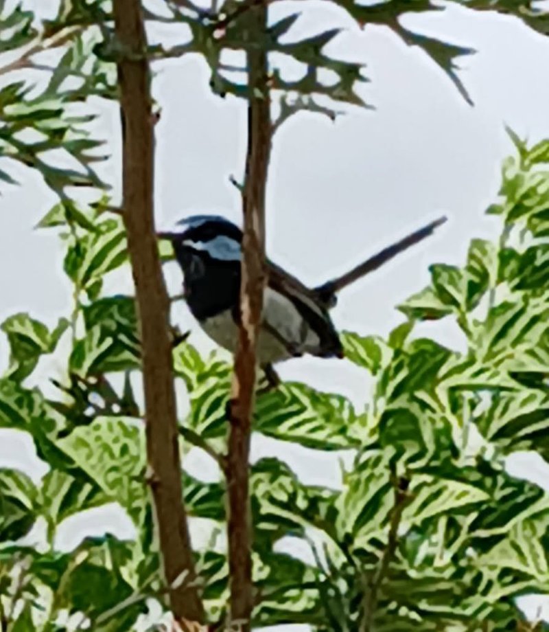 Photo - 10 Highland Park Road, Meringandan West QLD 4352 - Image 3