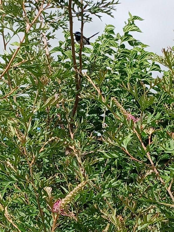 Photo - 10 Highland Park Road, Meringandan West QLD 4352 - Image 4