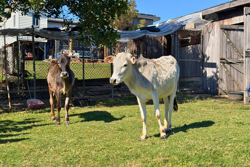 Photo - 100 Maudsland Road, Oxenford QLD 4210 - Image 10