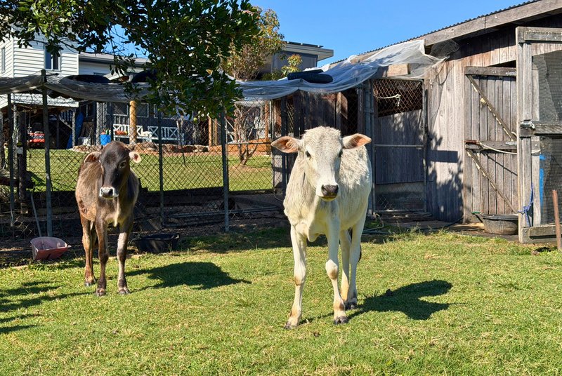 Photo - 100 Maudsland Road, Oxenford QLD 4210 - Image 11