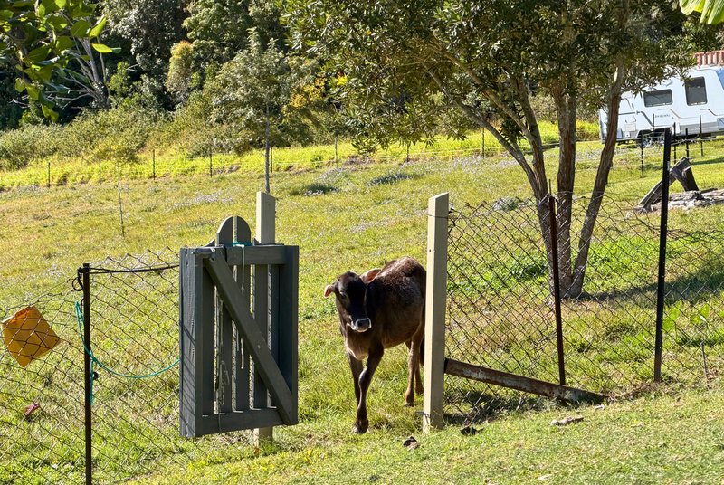 Photo - 100 Maudsland Road, Oxenford QLD 4210 - Image 12