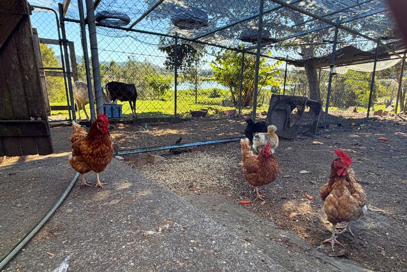 Photo - 100 Maudsland Road, Oxenford QLD 4210 - Image 16