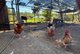 Photo - 100 Maudsland Road, Oxenford QLD 4210 - Image 16