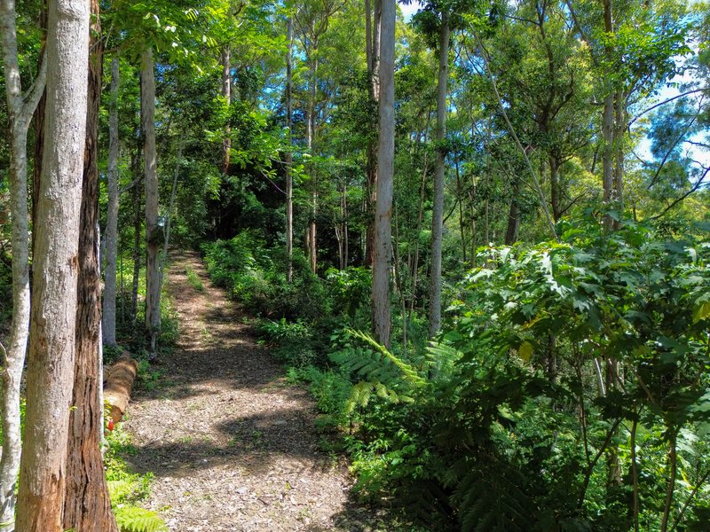 Photo - 100 Wongawallan Road, Tamborine Mountain QLD 4272 - Image 9