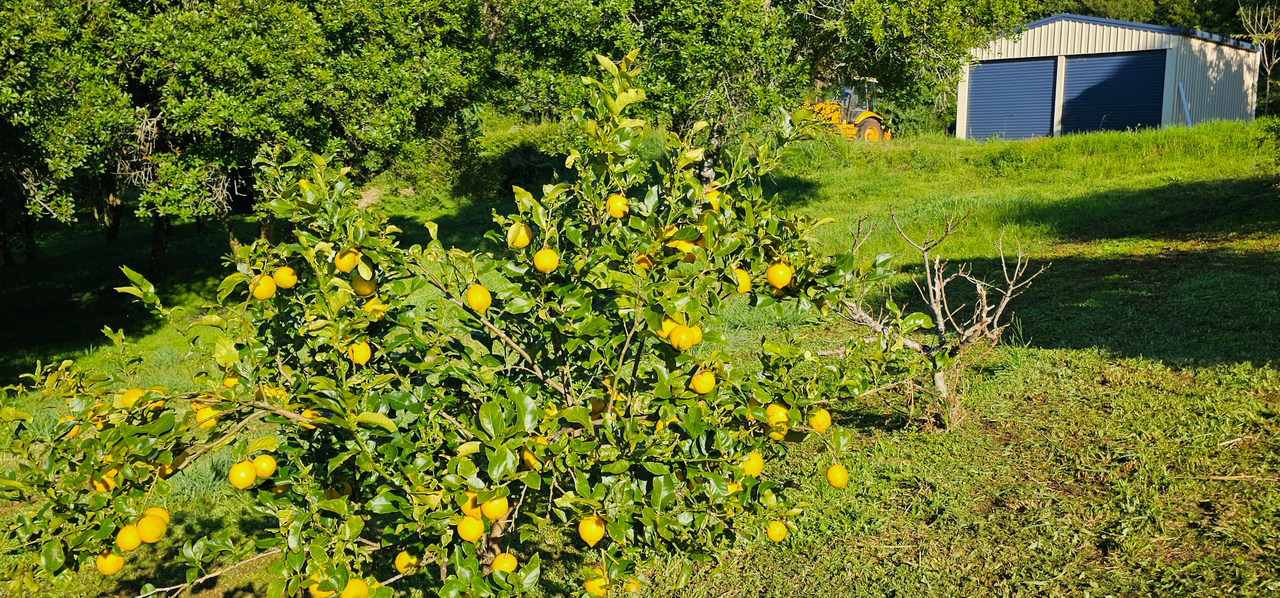 1-bedroom unit at 1005 Tuntable Creek Road, Nimbin, NSW 2480, Lismore, New South Wales