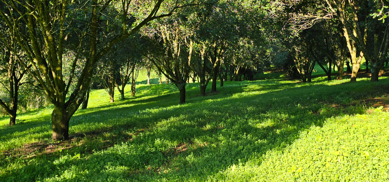 1-bedroom unit at 1005 Tuntable Creek Road, Nimbin, NSW 2480, Lismore, New South Wales