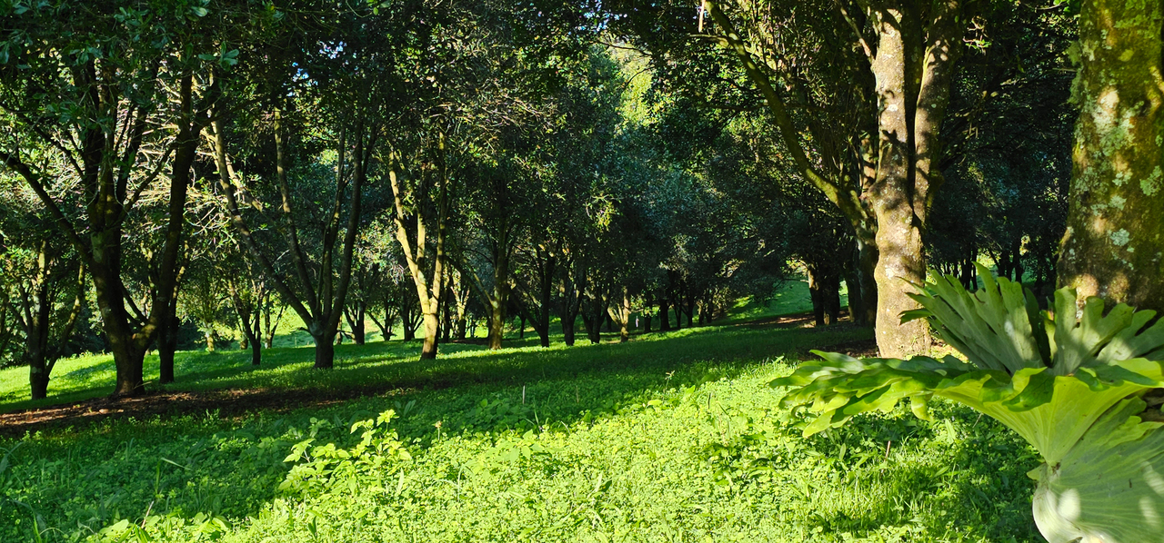 1-bedroom unit at 1005 Tuntable Creek Road, Nimbin, NSW 2480, Lismore, New South Wales