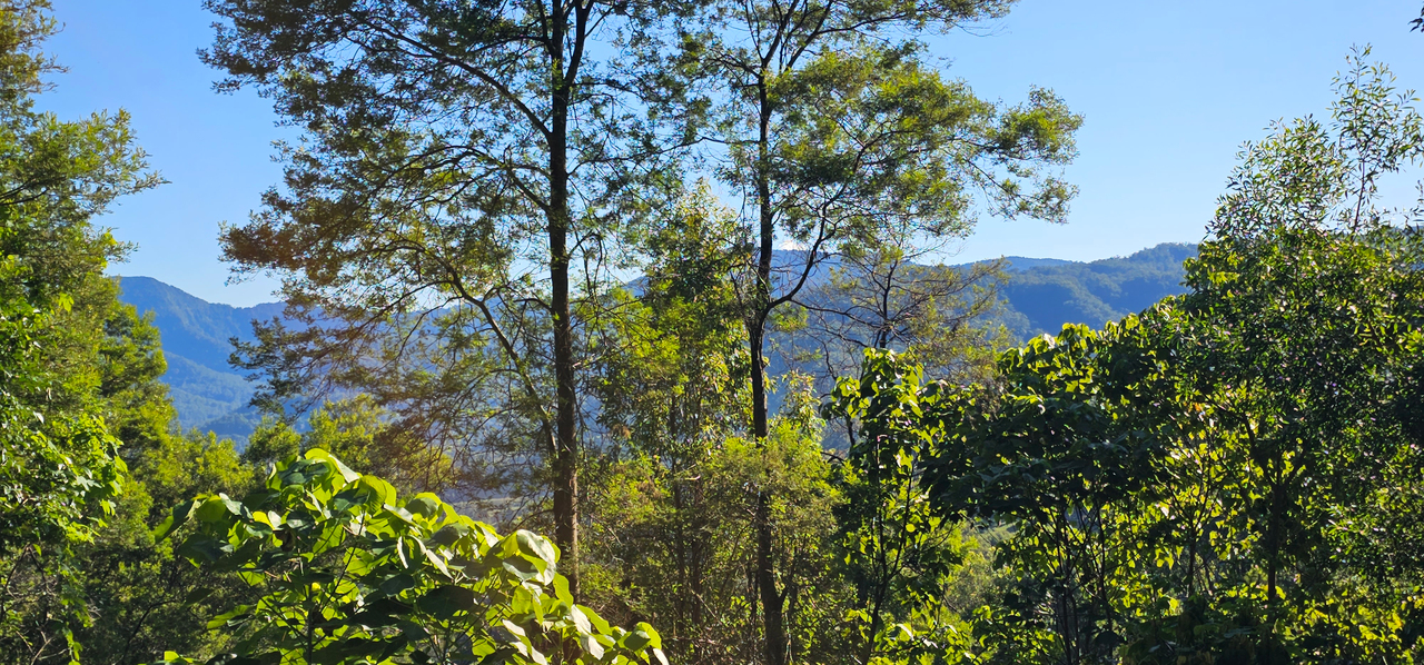 1-bedroom unit at 1005 Tuntable Creek Road, Nimbin, NSW 2480, Lismore, New South Wales