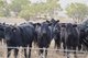 Photo - 1007 Barnbrook Road, Werris Creek NSW 2341 - Image 13