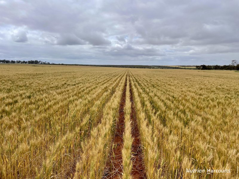 Photo - 101 West Binnu Road, West Binnu WA 6532 - Image 14