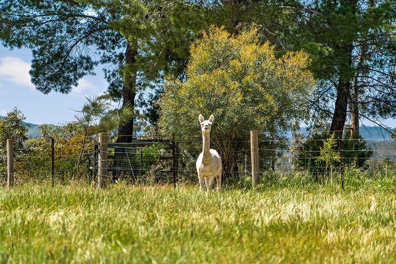 Photo - 1014 Gawler One Tree Hill Road, Uleybury SA 5114 - Image 17