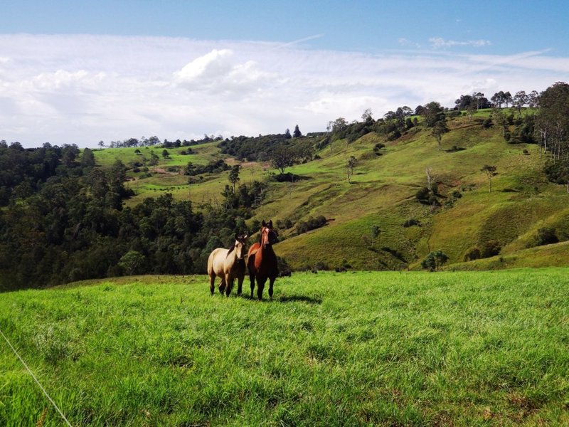 Photo - 1026 Tyringham Road, Dorrigo NSW 2453 - Image 6