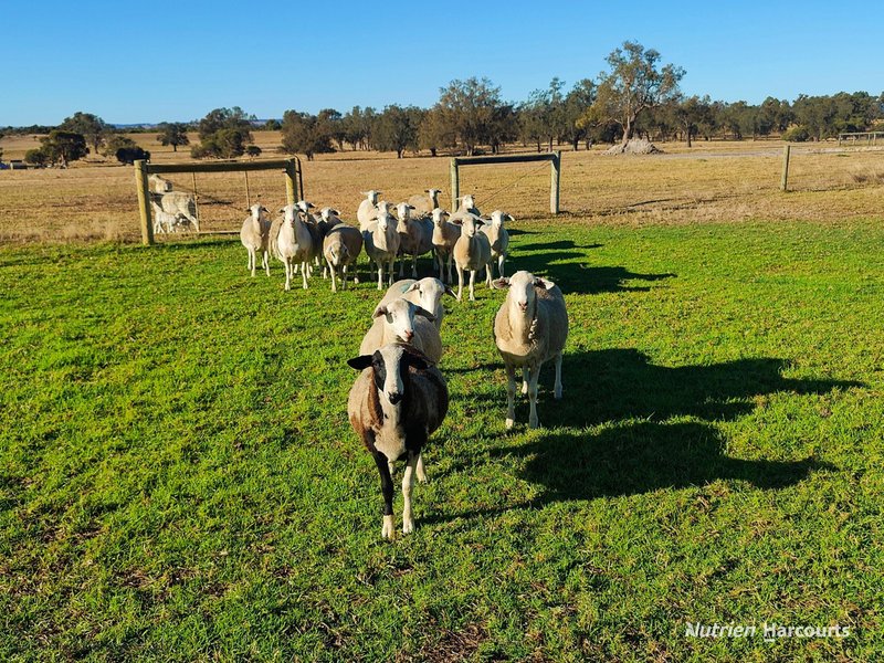 Photo - 1046 Gingin Brook Road, Muckenburra WA 6503 - Image 29