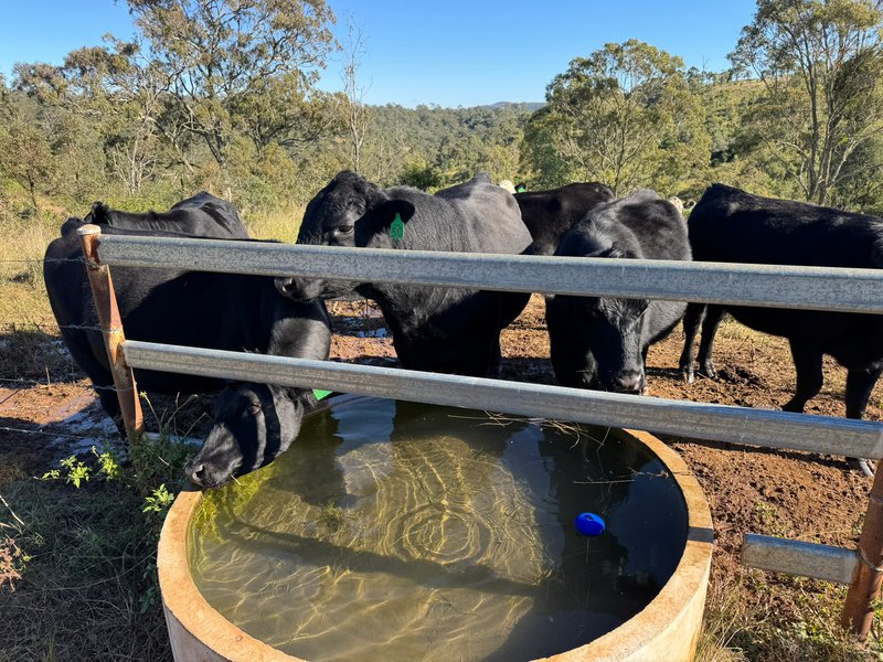 Photo - 105 Schultz Road, Coalbank QLD 4352 - Image 11