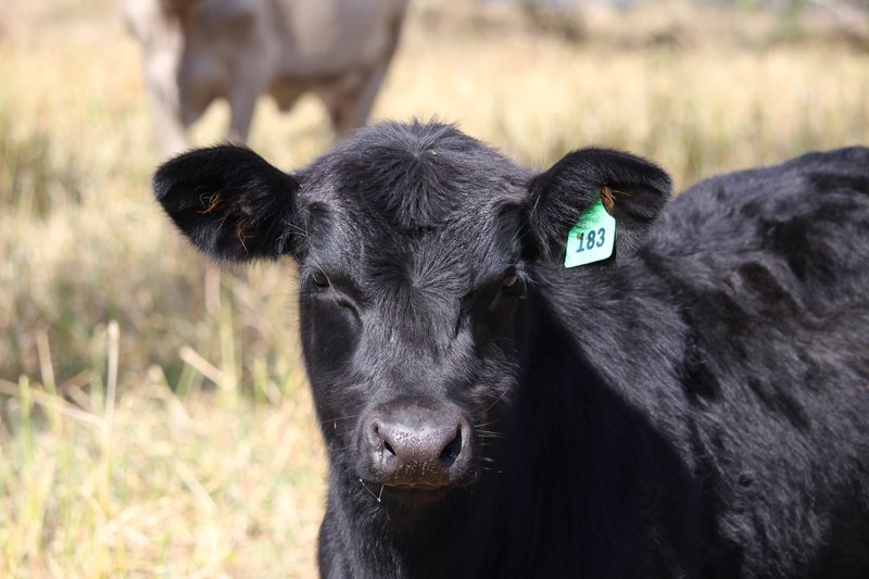 Photo - 105 Schultz Road, Coalbank QLD 4352 - Image 30