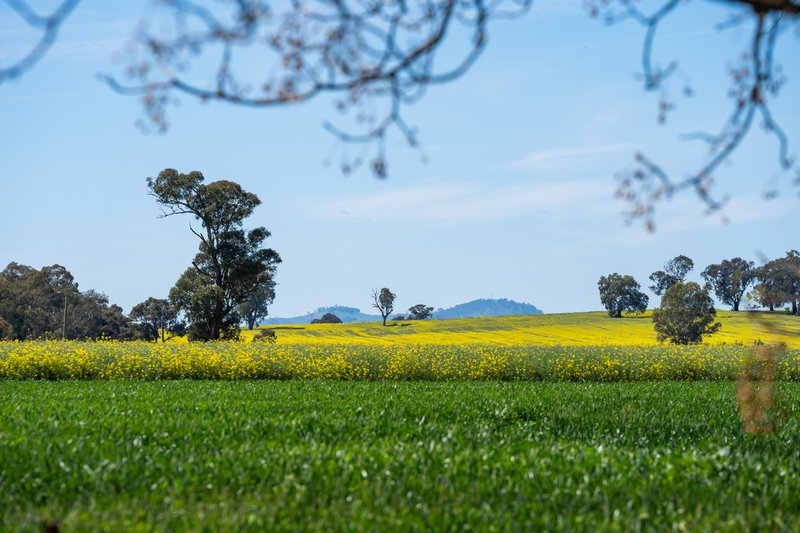 Photo - 106 Cornishtown Road, Rutherglen VIC 3685 - Image 26