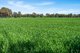 Photo - 106 Cornishtown Road, Rutherglen VIC 3685 - Image 29