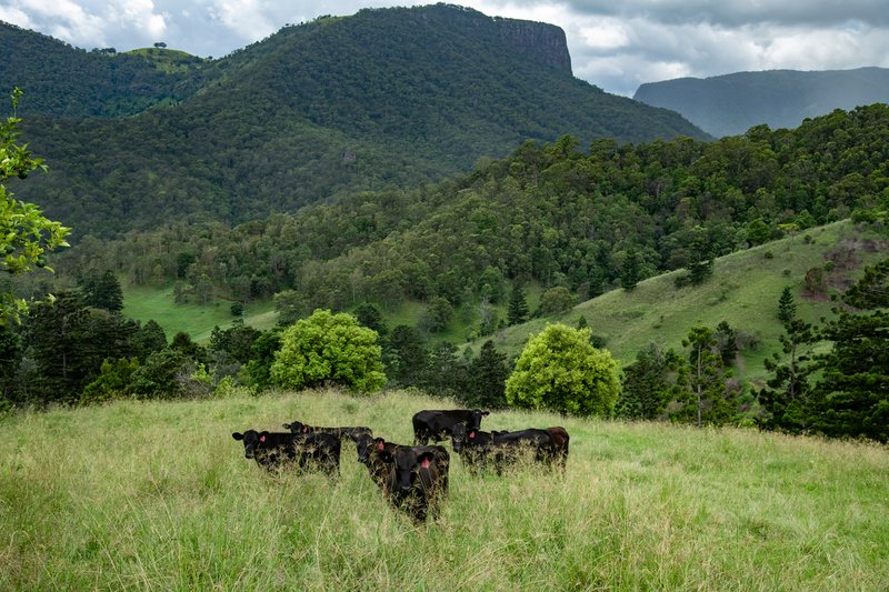 Photo - 106 Gap Creek Road, Lamington QLD 4285 - Image 8