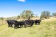 Photo - 1083 Trevallyn Road, Barraba NSW 2347 - Image 23