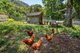 Photo - 109 Upper Wilsons Creek Road, Upper Wilsons Creek NSW 2482 - Image 20