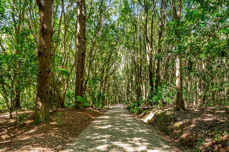 Photo - 109 Upper Wilsons Creek Road, Upper Wilsons Creek NSW 2482 - Image 25