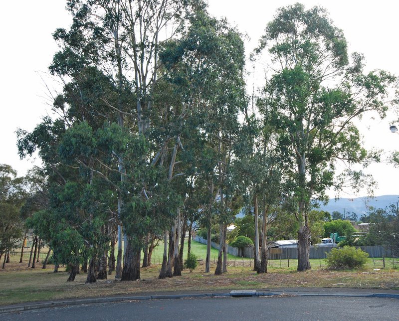 Photo - 11 Henry Crescent, New Norfolk TAS 7140 - Image 5