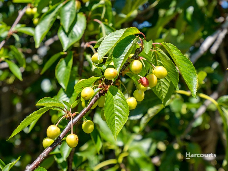 Photo - 11 Somerton Crescent, Derwent Park TAS 7009 - Image 10