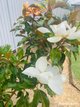 Photo - 11 Willott Close, Eglinton NSW 2795 - Image 26