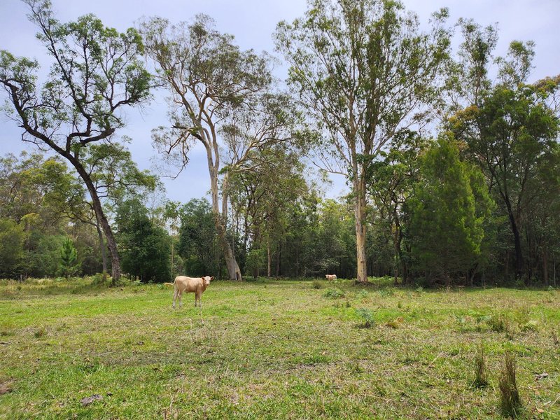 Photo - 110 Whittington Road, Wamuran QLD 4512 - Image 6