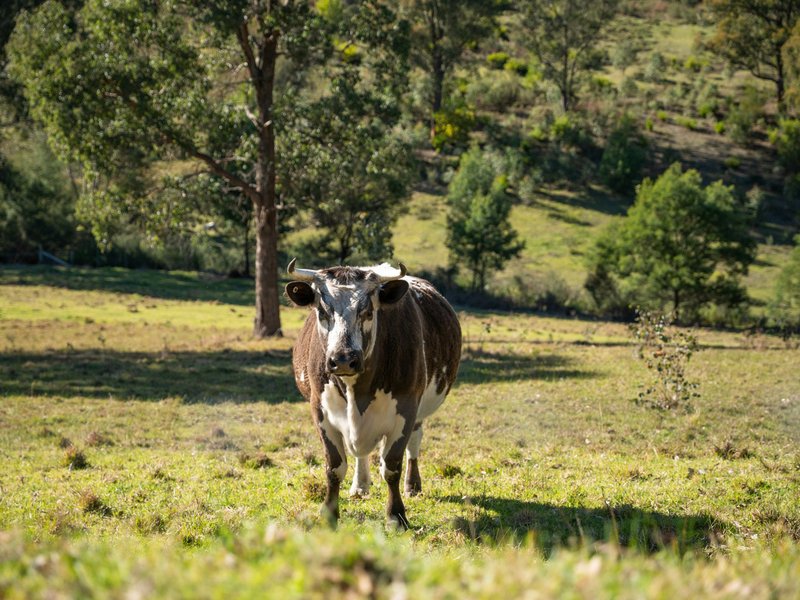 Photo - 112 Great Alpine Road, Bruthen VIC 3885 - Image 21