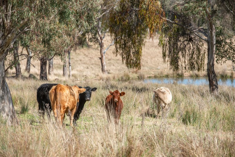 Photo - 1124 Warkton Road, Coonabarabran NSW 2357 - Image 30