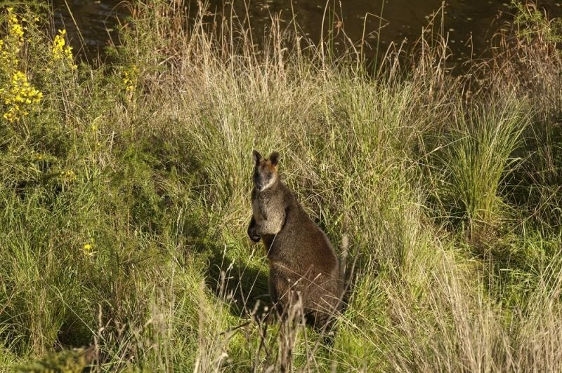 Photo - 1130 Ellerslie Panmure Road, Framlingham VIC 3265 - Image 16