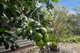 Photo - 115 Old Bowen Coach Road, Balnagowan QLD 4740 - Image 22
