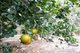Photo - 115 Old Bowen Coach Road, Balnagowan QLD 4740 - Image 23