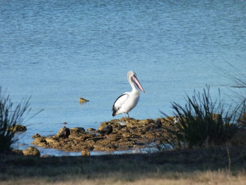 Photo - 116 Coal Mine Road, Saltwater River TAS 7186 - Image 4