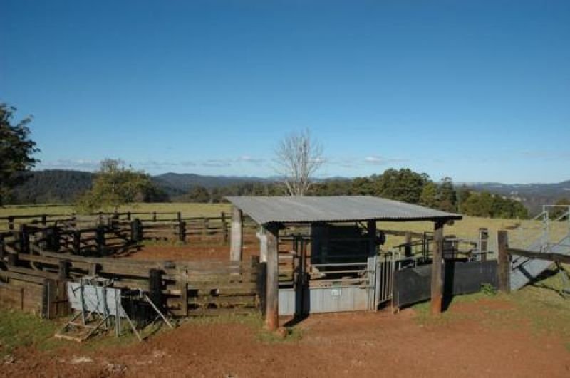 Photo - 116 Mollydale Road, Tyringham NSW 2453 - Image 6