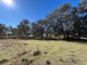 Photo - 1174 Pine Mount Road, Woodstock NSW 2793 - Image 19