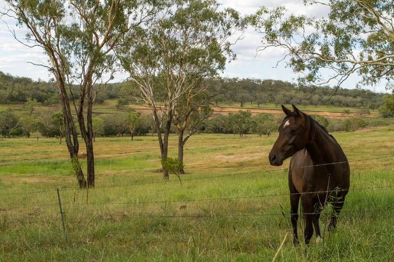 Photo - 118 Banks Road, Felton QLD 4358 - Image 3