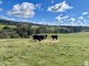 Photo - 119 Cemetery Road, Tumbarumba NSW 2653 - Image 12