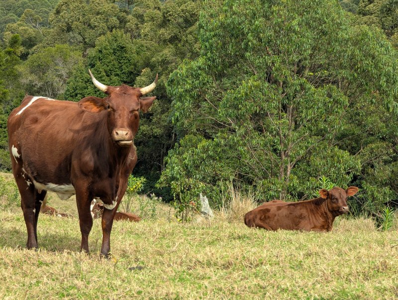 Photo - 1190 Campbells Pockets Road, Mount Mee QLD 4521 - Image 24