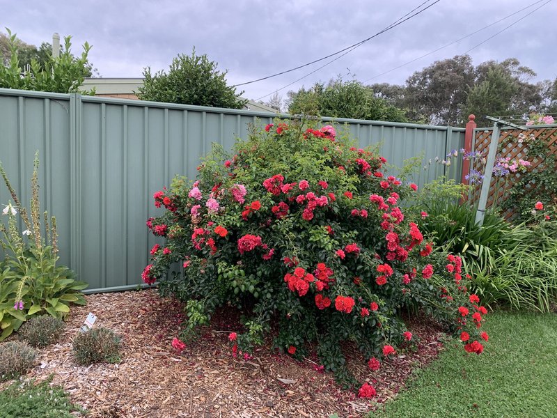 Photo - 12 Firbank Close, Isabella Plains ACT 2905 - Image 21