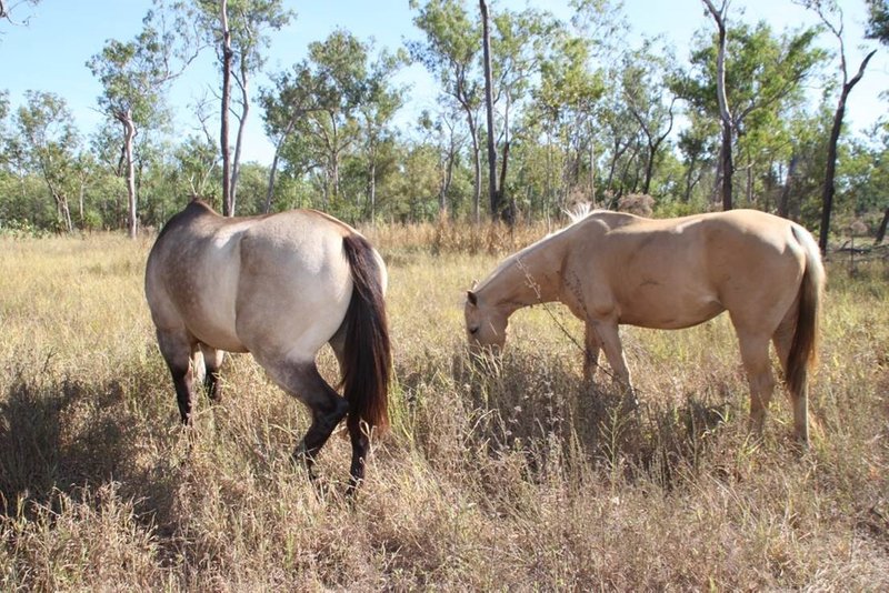 Photo - 1200 Cox Peninsula Road, Berry Springs NT 0838 - Image 26